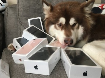 Bilionário compra oito iPhones para seu cachorro