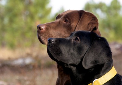 Lei proíbe agressores de terem animais por 5 anos