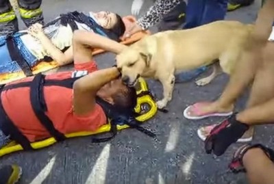 Cachorro fica desesperado ao ver dono ferido em acidente