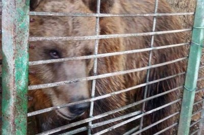 Urso mais triste do mundo é resgatado