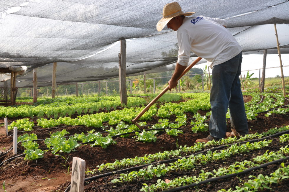 Agropecuária gera emprego na região, diz Seade