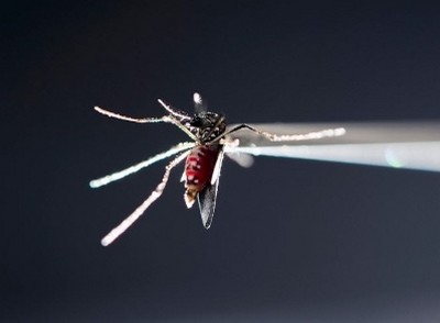 Aedes Aegypti pode estar espalhando novo vírus