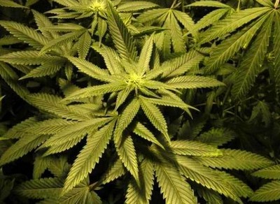 Anvisa facilita venda de remédio derivado da maconha