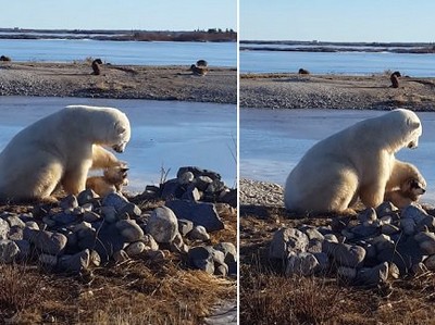 Urso faz carinho em cachorro e emociona internet