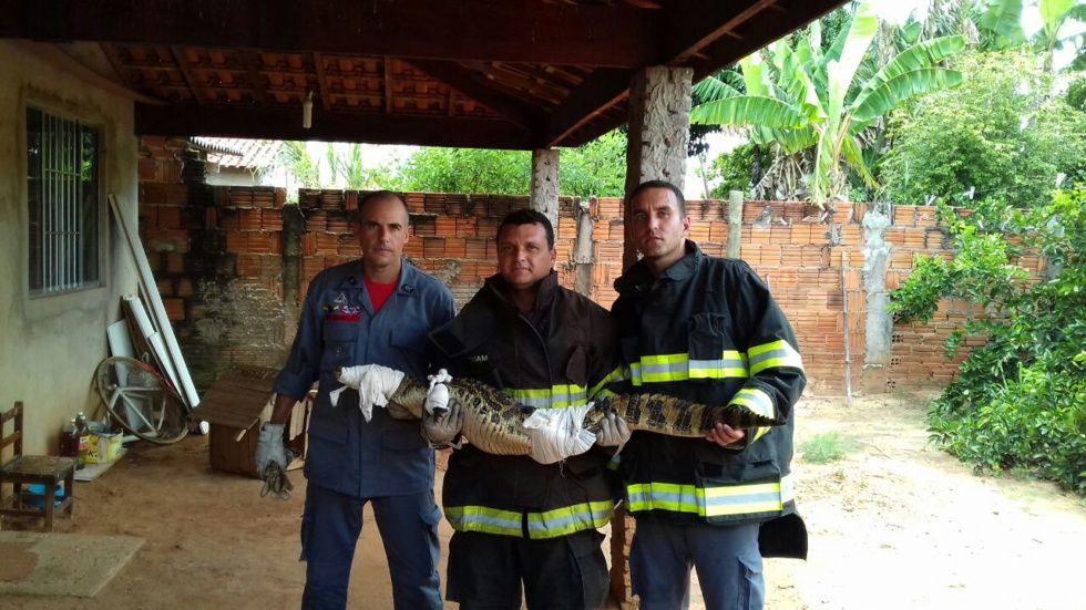 Bombeiros capturam jacaré em cidade da região