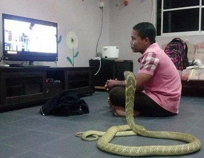 Homem casa com cobra por achar que é sua mulher