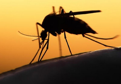 Brasil é vanguarda em pesquisas sobre Zika