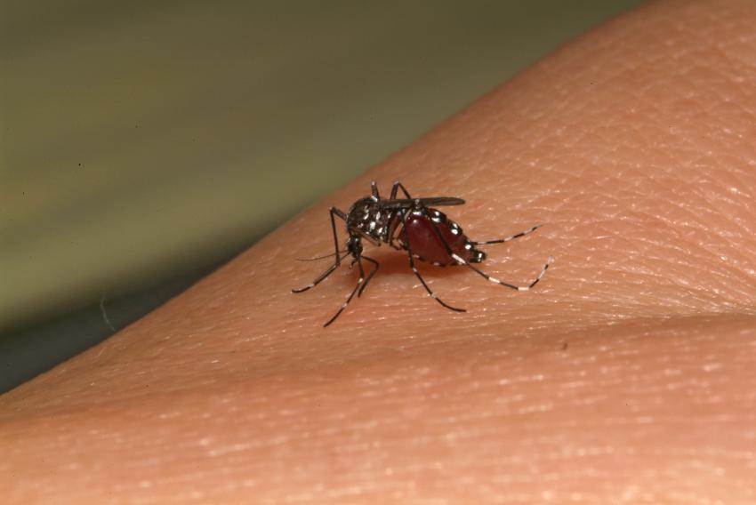 Primeiro caso de chikungunya em Marília é confirmado