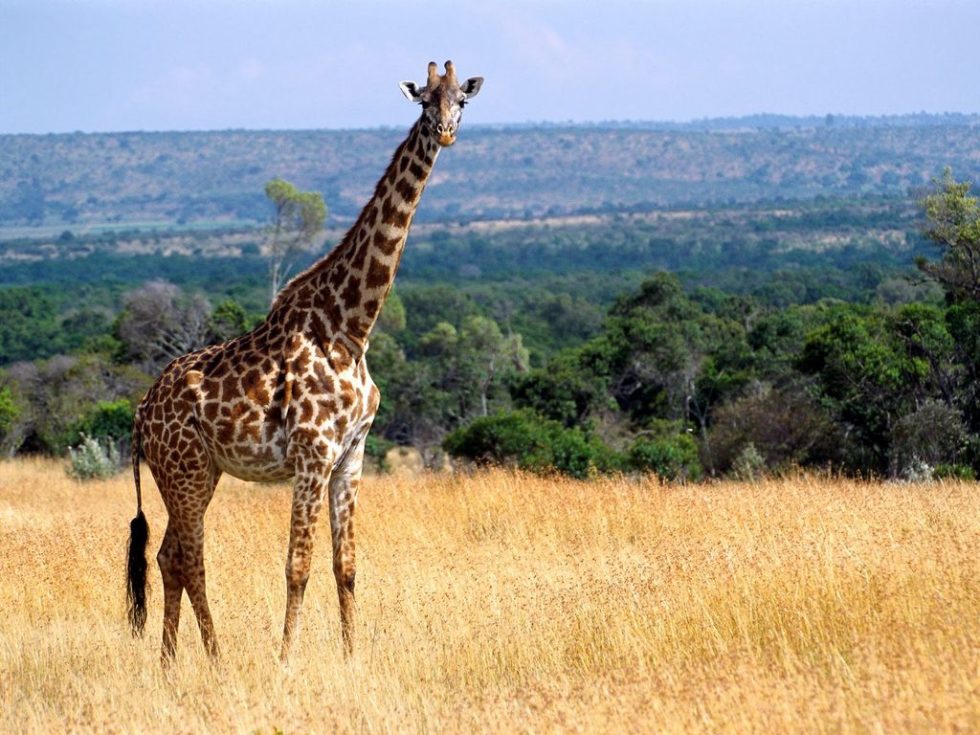 Girafas entram para a lista de ameaçados de extinção