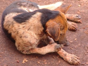 ONG diz que metade dos cães podem ter leishmaniose