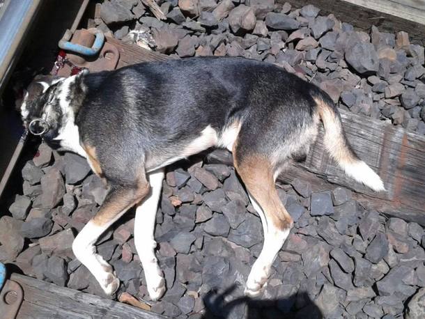 Cão morre após ser amarrado ao trilho de trem