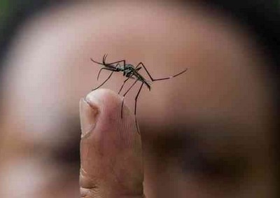 Casos de chikungunya devem voltar a subir neste ano