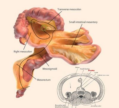 Pesquisa descobre novo órgão no corpo humano