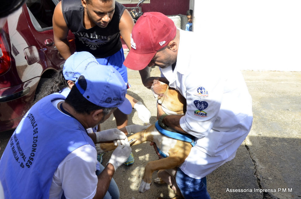 Combate da leishmaniose começa na zona Norte