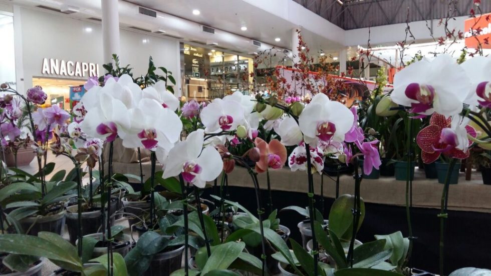 Marília Shopping recebe Festival de Orquídeas