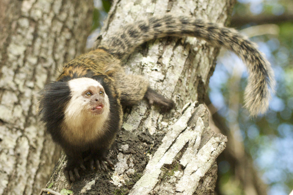 Macaco é encontrado morto em cidade da região