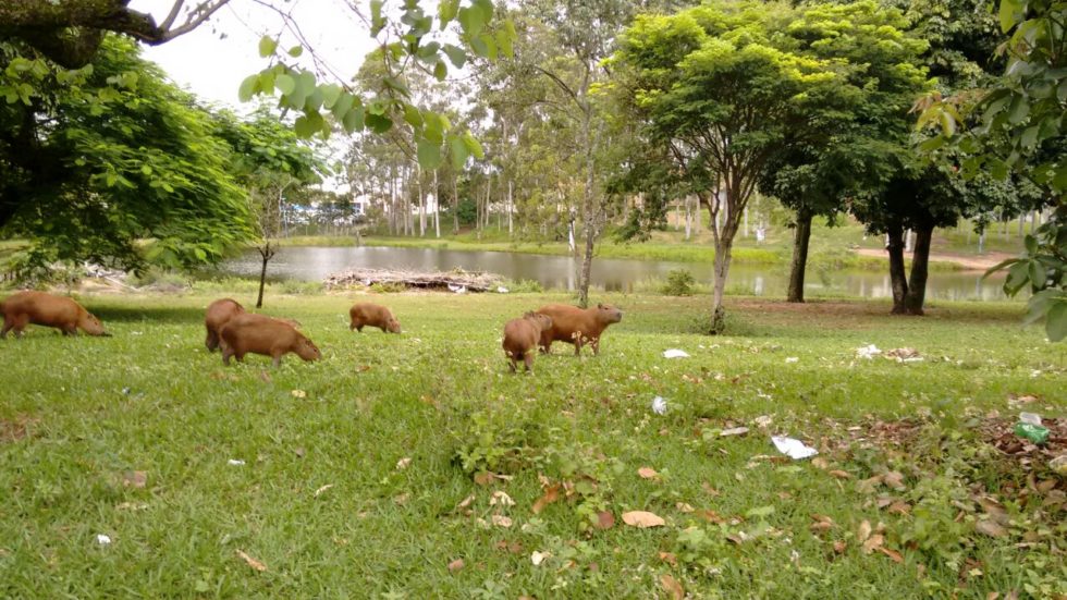 Ataques de capivaras preocupam em Marília