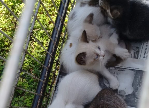 Homem abandona gatos e é multado em R$ 27 mil