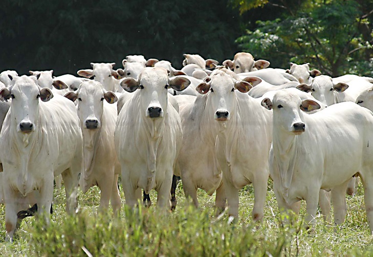 Preço da arroba cai em Marília após “Carne Fraca”