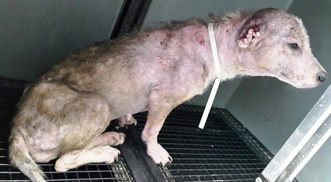 Justiça obriga Prefeitura a castrar animais das ruas