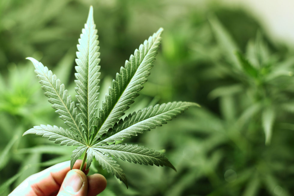 Maconha entra na lista de plantas medicinais