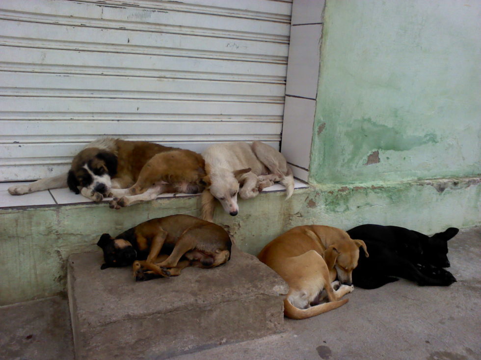 Justiça obriga Prefeitura a recolher animais das ruas