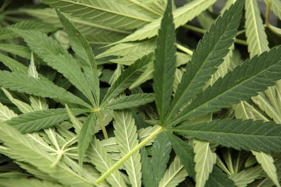 Justiça autoriza casal cultivar maconha em casa