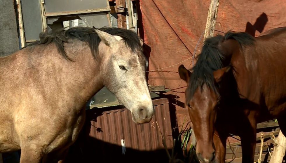 Mais de 40 cavalos são envenenados no interior