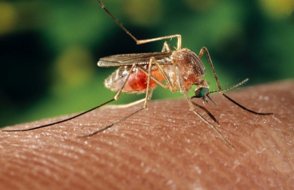 Pernilongo comum transmite zika, sugere pesquisa