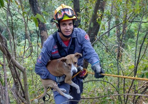 Bombeiros resgatam cão após queda em itambé