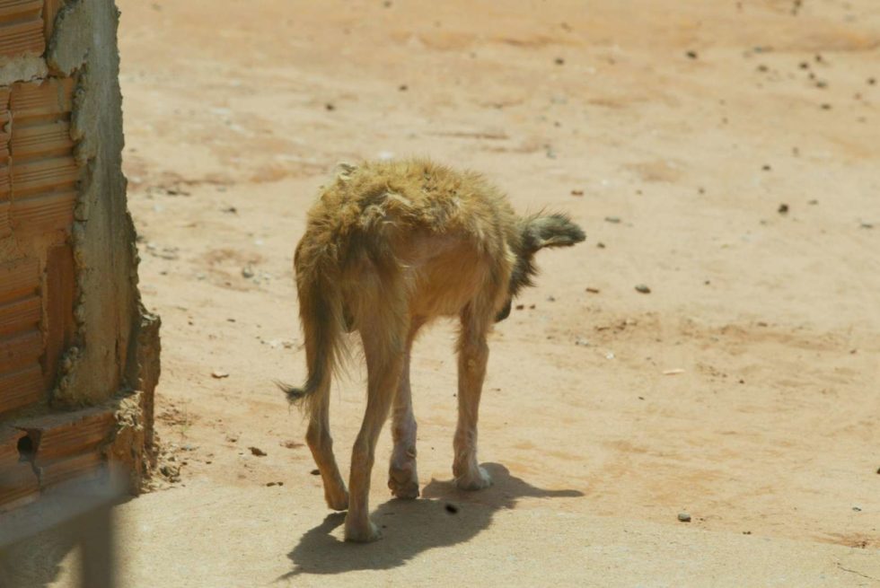 Saúde confirma dois novos casos de leishmaniose