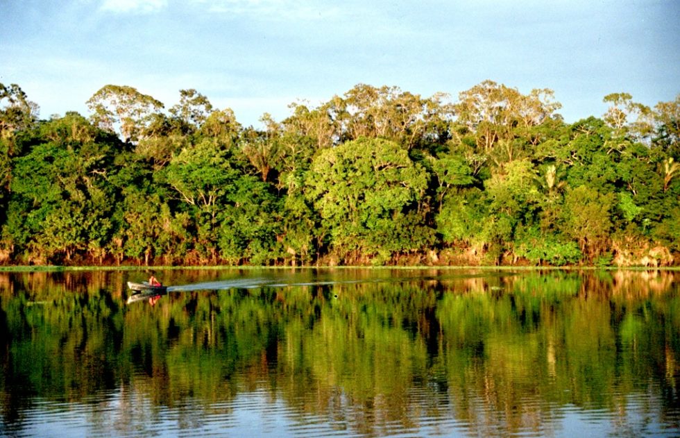 Amazônia tem uma espécie nova descoberta a cada 2 dias