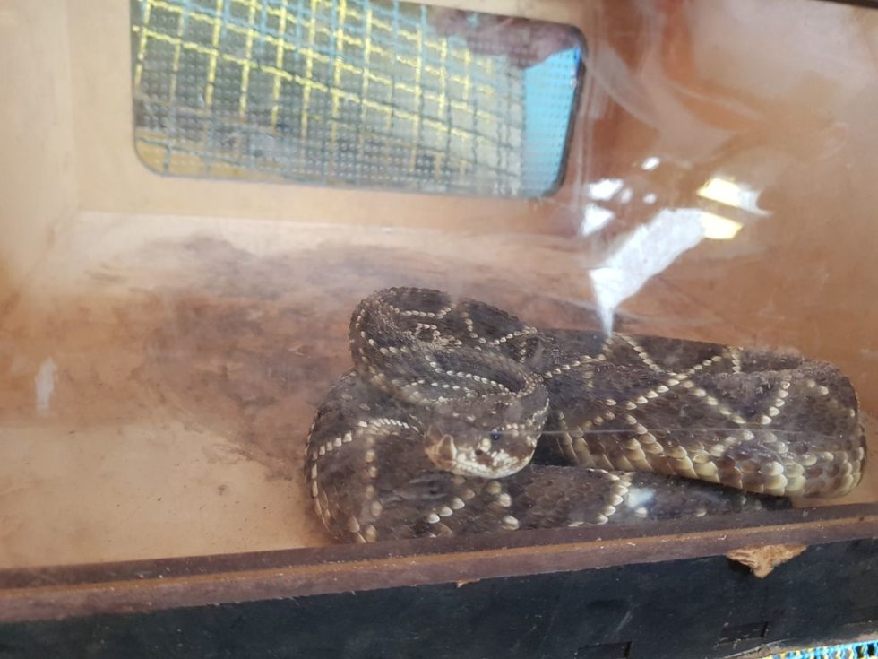 Bombeiros capturam duas cobras na zona Sul