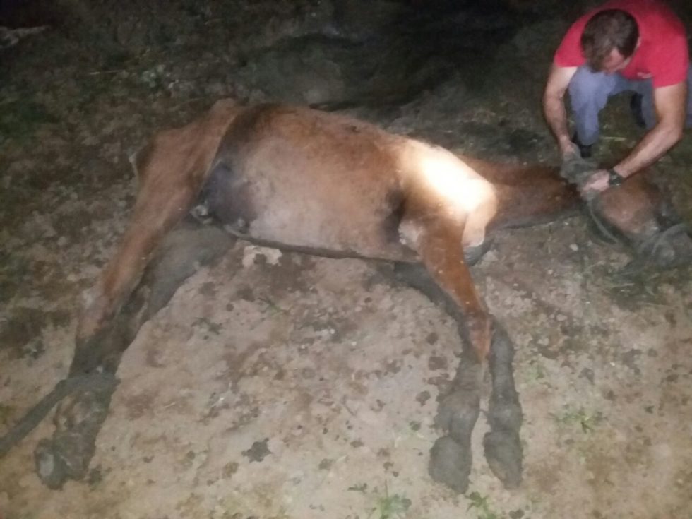 Bombeiros resgatam cavalo em poço na Região