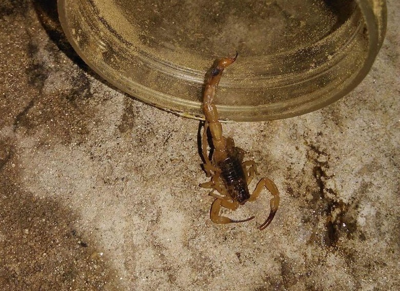 Número de escorpiões preocupa marilienses