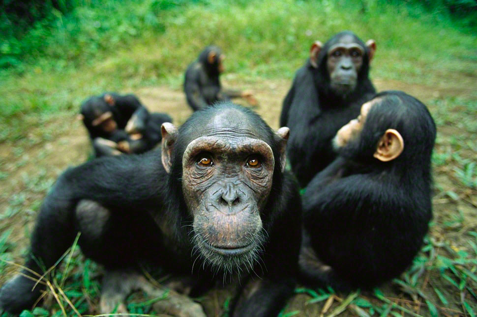 Chimpanzés fogem de santuário e invadem chácara