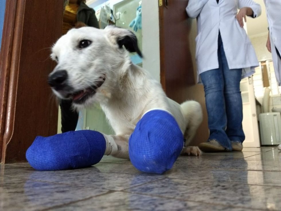 Cão tem as patas mutiladas após escapar de casa