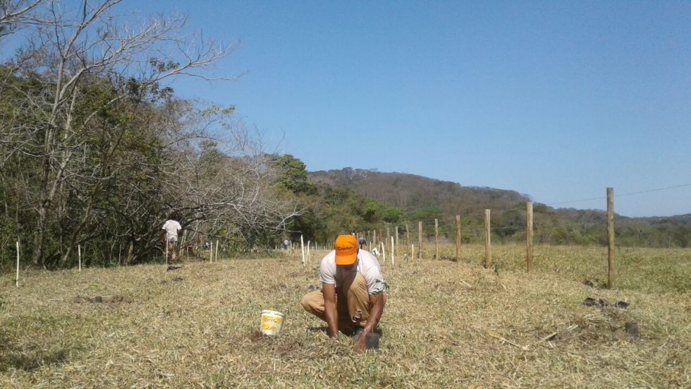 Projeto de reflorestamento em Mata Ciliar é destaque