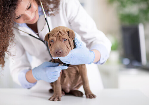 Pets também podem doar sangue e salvar cães e gatos