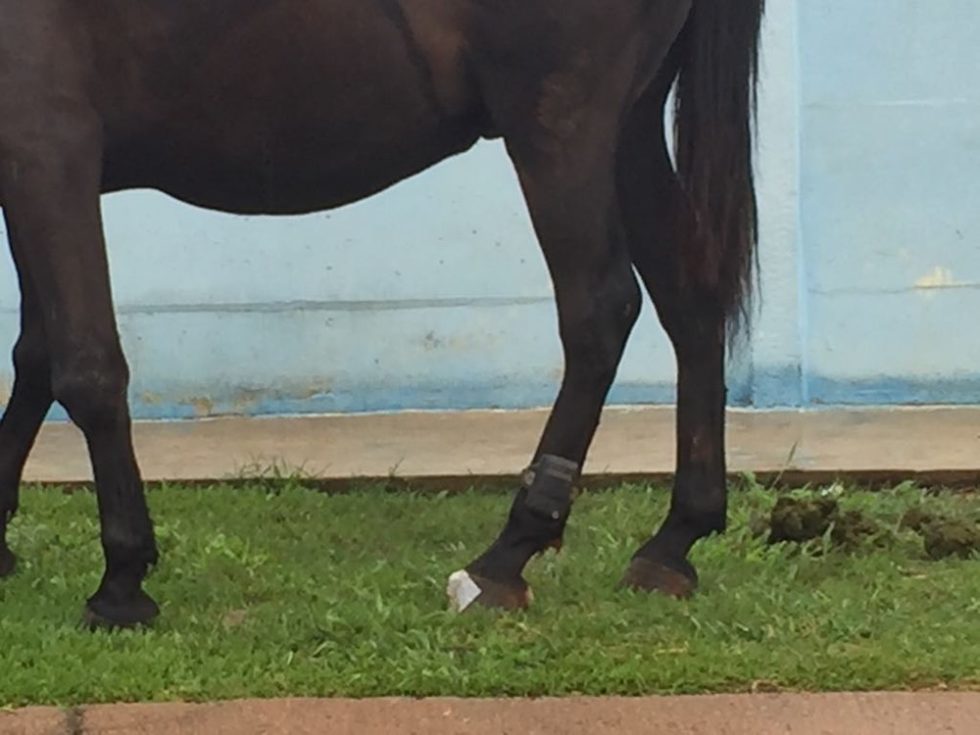 Cavalo é flagrado usando tornozeleira eletrônica