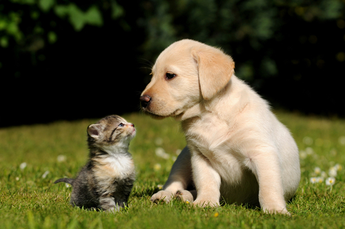 Cães são mais inteligentes do que gatos, diz pesquisa