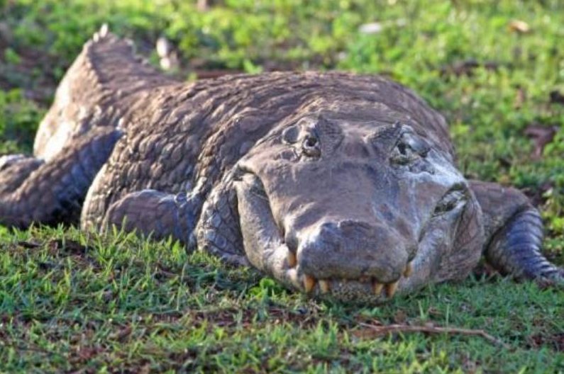 Jovem é preso após invadir zoológico e furtar jacaré