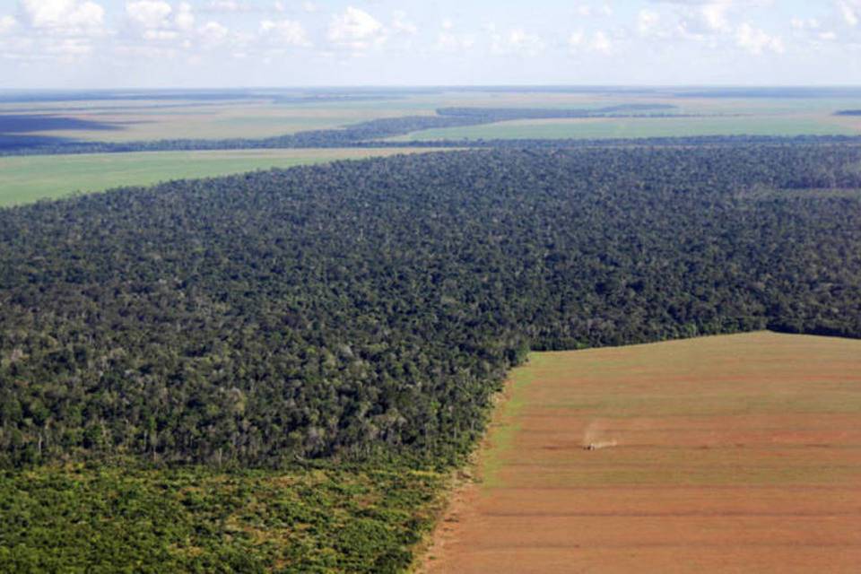 Brasil perdeu 9,5% das florestas entre 2000 e 2014