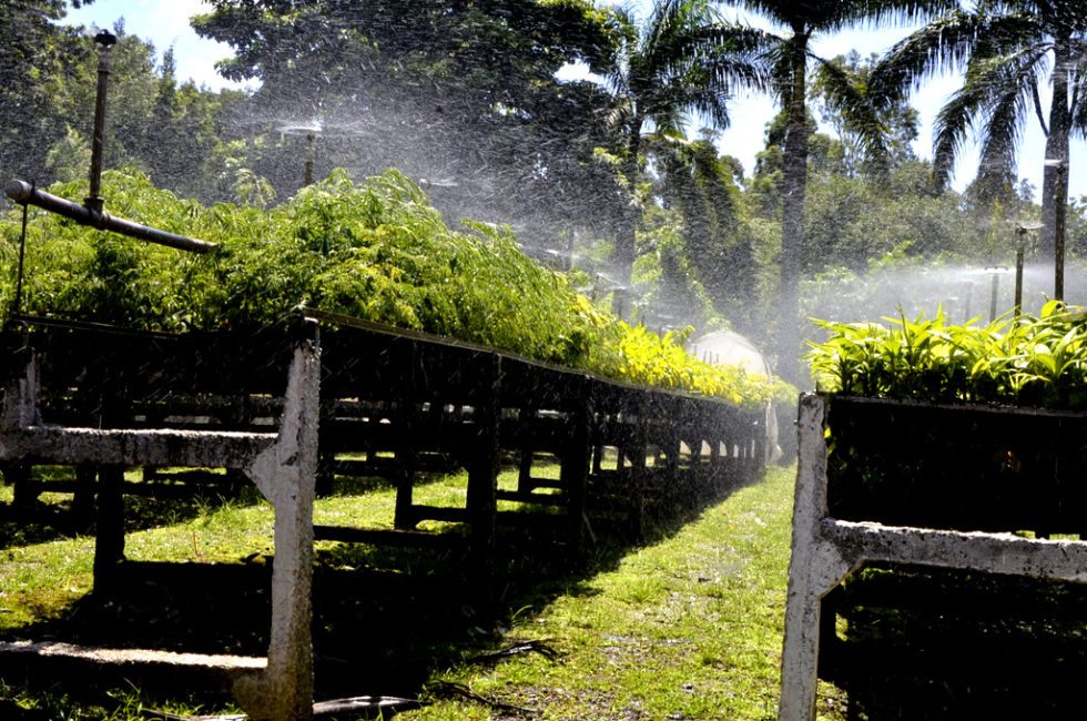 Prefeitura executa projeto de arborização urbana