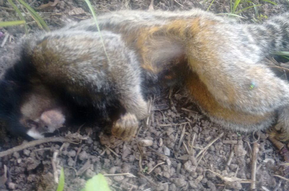 Macaco é encontrado morto em Marília