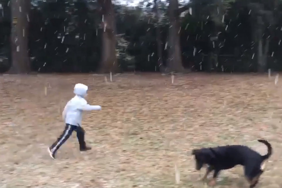 Vídeo de garoto e seu cão vendo neve viraliza