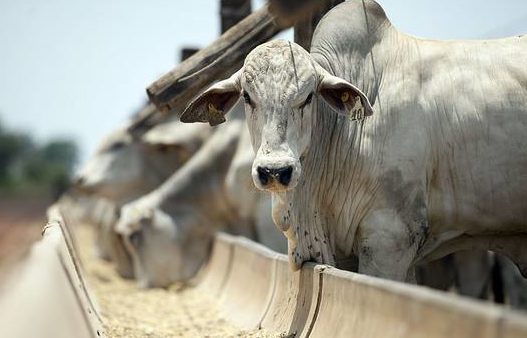 Justiça libera exportações de animais vivos