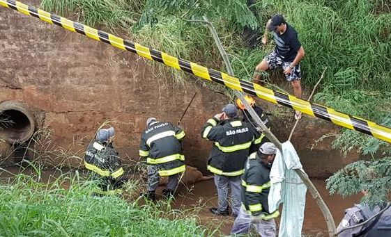 Resgate de onça-parda mobiliza bombeiros no interior