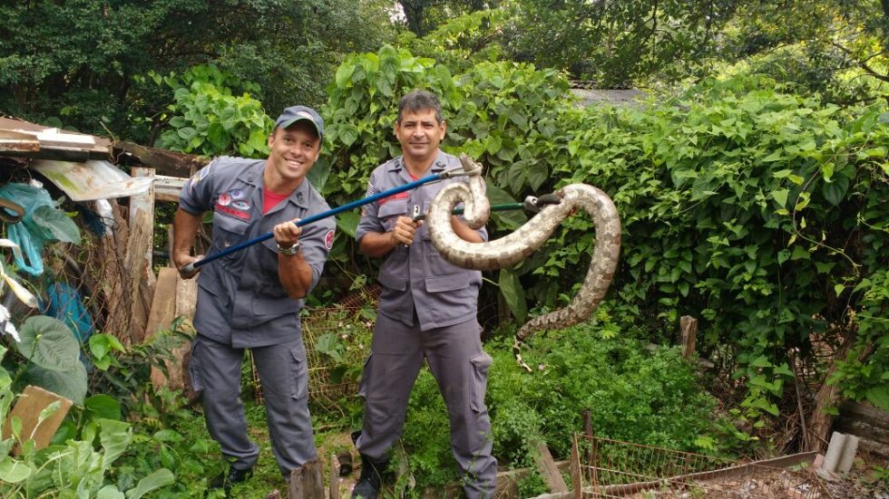 Bombeiros capturam mais uma cobra em Marília