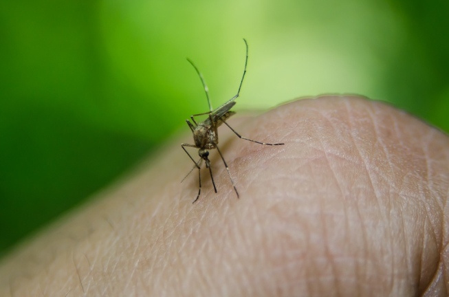 Febre amarela: cientistas detectam vírus em sêmen